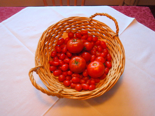 Tomatoes from the field.